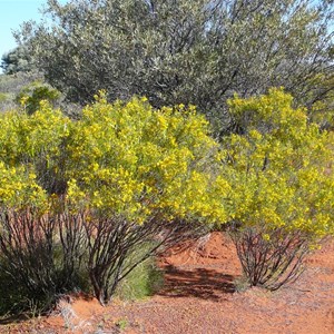 Senna artemisioides 