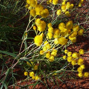  Orange Immortelle - Waitzia acuminata 