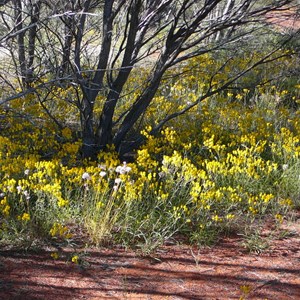  Orange Immortelle - Waitzia acuminata 