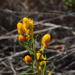 Waitzia acuminata