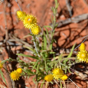 Waitzia acuminata