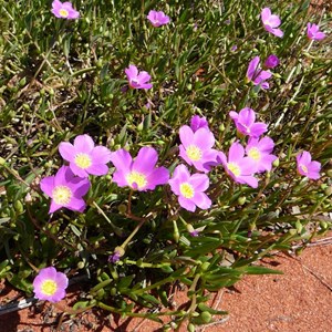 Parakeelya - Calandrinia polyandra 