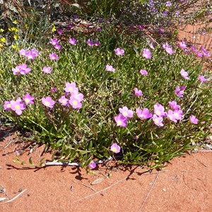 Parakeelya - Calandrinia polyandra 