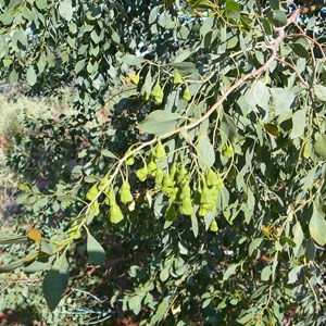 Desert or Native Poplar - Codonocarpus cotinifolius 