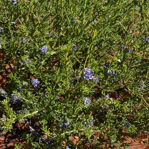 Rough Halgania - Halgania cyanea