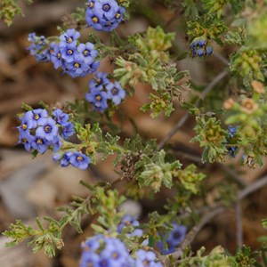 Halgania cyanea: 'Rough Halgania'