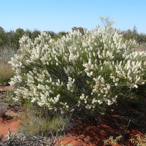 Grevillea obliquistigma