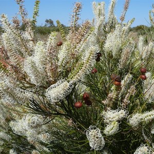 Grevillea obliquistigma