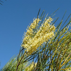 Grevillea acacioides