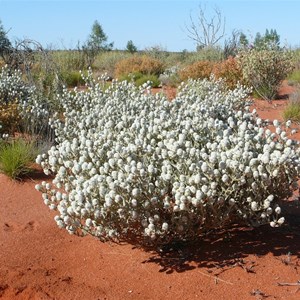 Newcastelia cephalantha 