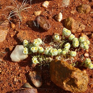 Flannel Cudweed - Actinobole uliginosum 