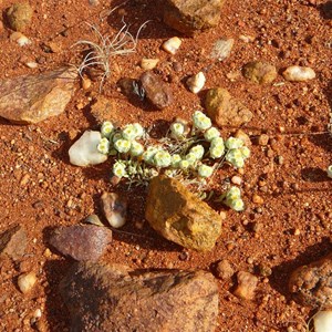 Flannel Cudweed - Actinobole uliginosum 
