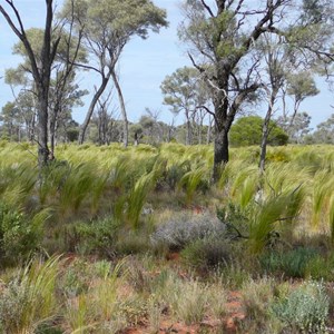 Astrostipa nitida 