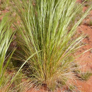 Astrostipa nitida 