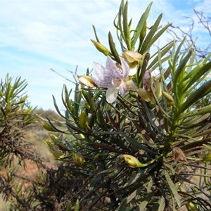 Spotted Poverty Bush - Eremophila abietina 