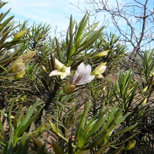 Spotted Poverty Bush - Eremophila abietina 