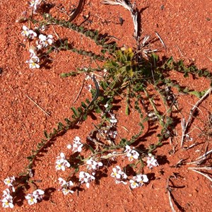 Pepperflower, Diplopeltis stuarti, east of Laverton, WA