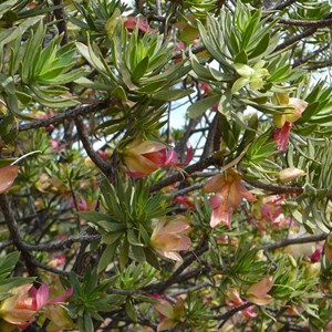 Kopi Poverty Bush - Eremophila miniata 