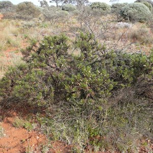 Kopi Poverty Bush - Eremophila miniata 