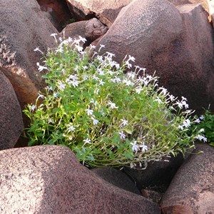 Rock Isotome - Isotoma petraea 