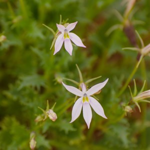 Isotoma petrea: 'Rock Isotome' 'Native Tobacco'