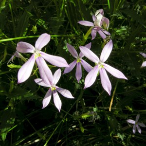 Isotoma petraea 'Rock Isotome' Native Tobacco'