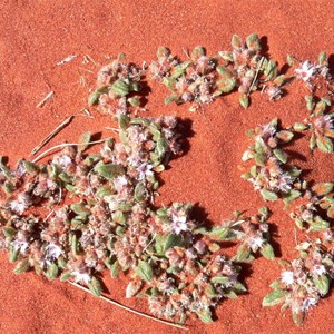 Trianthema pilosa near Old Andado, NT.