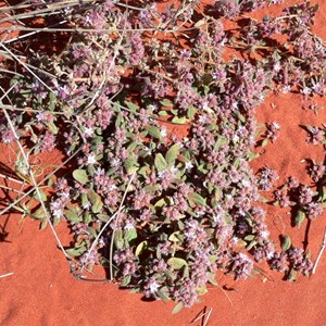 Trianthema pilosa near Old Andado, NT