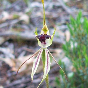 Spider Orchid