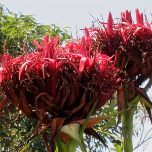 Gymea Lilly