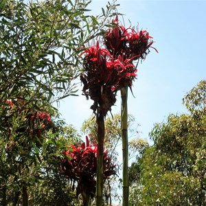 Gymea Lilly