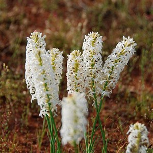 Stackhousia heugelii