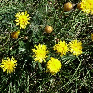 Showy Copper-wire Daisy, Blue Waterholes, NSW