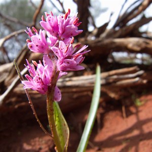 Native lily