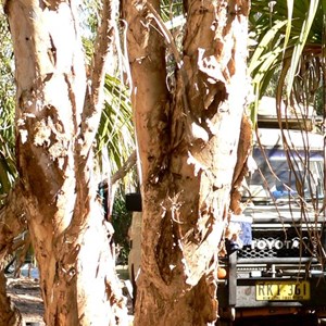 White "paper bark" covers trunk and branches