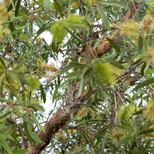 Greenish flowers, south of Karumba, Qld.