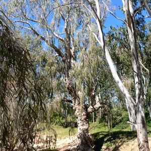 Big old weeping cadjeput near Innot Hot Springs