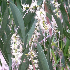 White flowers near Chillagoe, Qld