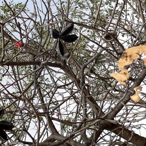 Brachychiton, bare branches and distinctive seed pods