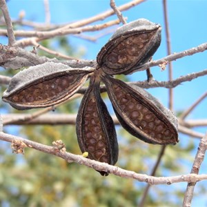 Brachychiton seed pod