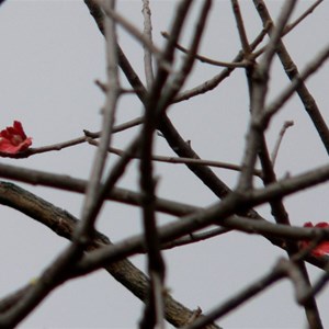 A few red flowers on the bare stems