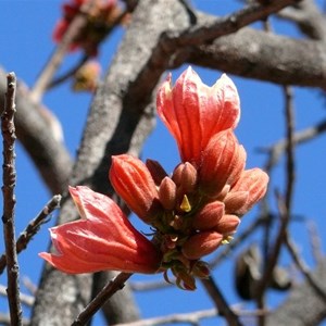 Brachychiton flower