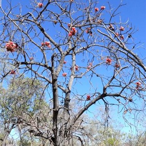 Brachychiton, deciduous in the dry season