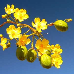 Cochlospermum