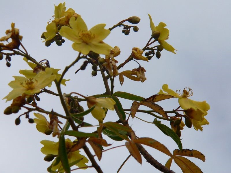 Australian Kapok Tree BOG Wildflowers