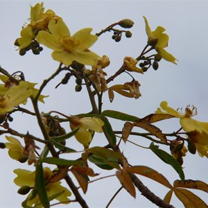 Cochlospermum showing lobed leaves