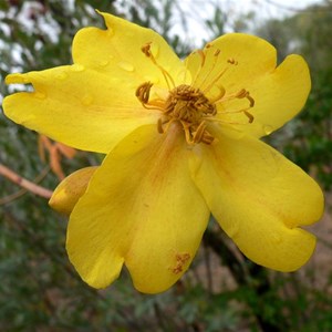 Cochlospermum