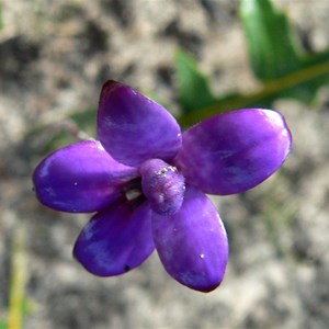 Purple Enamel Orchid