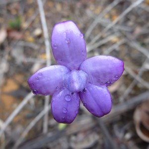 Blue Enamel Orchid