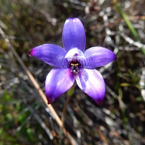 Blue Enamel Orchid